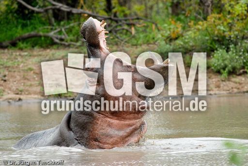 Flusspferd (83 von 104).jpg